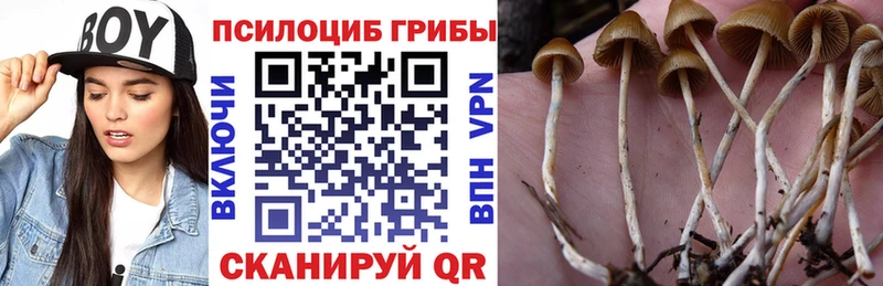Купить  Купино  Галлюциногенные грибы MAGIC MUSHROOMS 